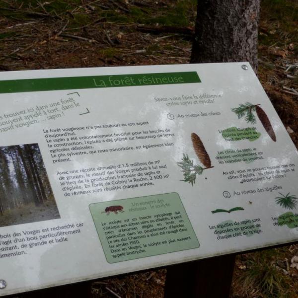 Themed trail : The Forest Discovery Path