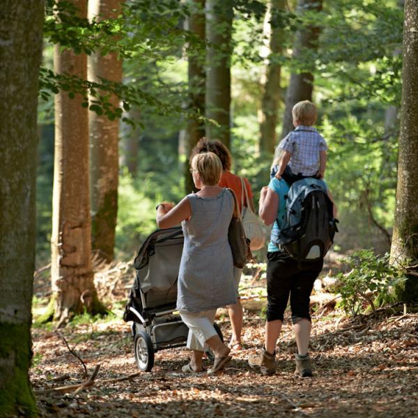 Outdoor stroller circuit H03: forest discovery path