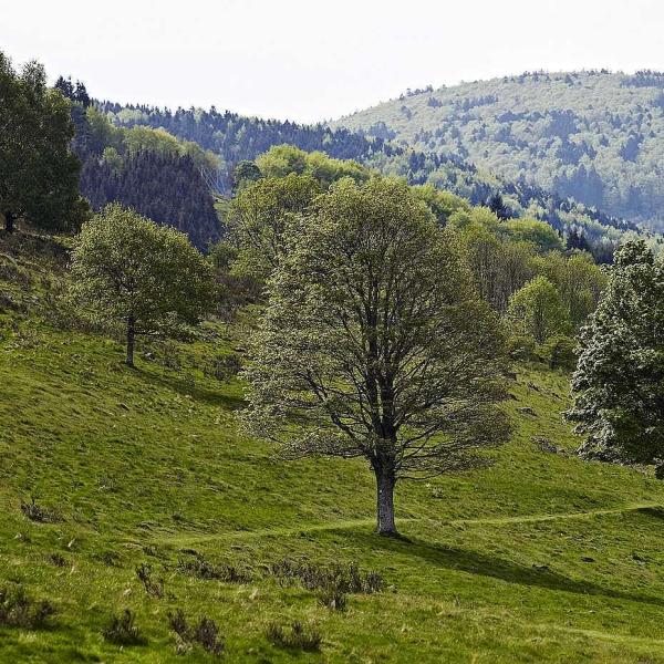 Hiking trail C19: Around Haut des Monts