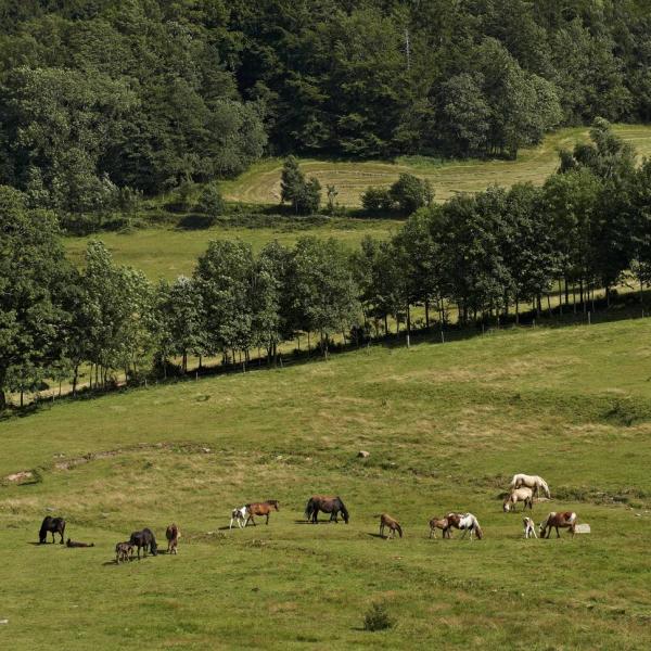 Hiking trail B10: The balconies of the Bruche valley