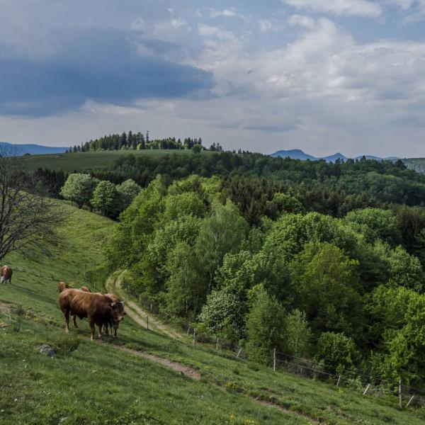 Hiking trail H12: From Haut-Ranrupt to Hauts-Bois