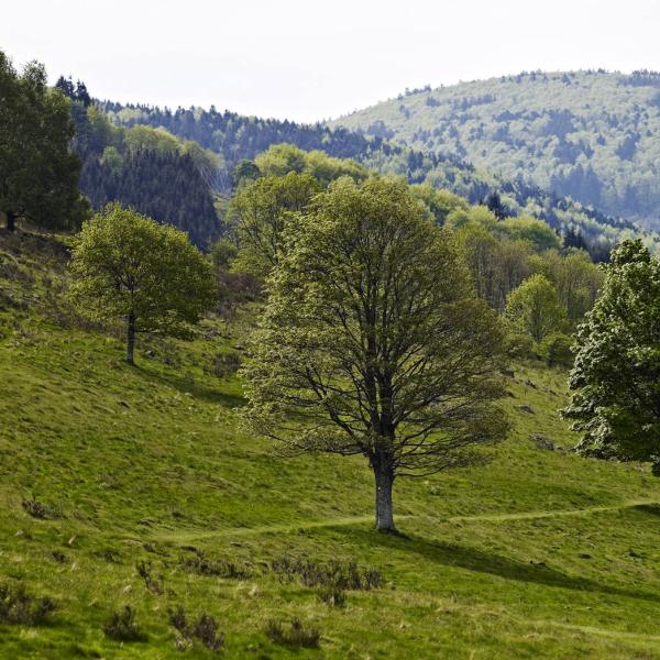 Hiking trail C21: Gourmet trail to Ban de la Roche