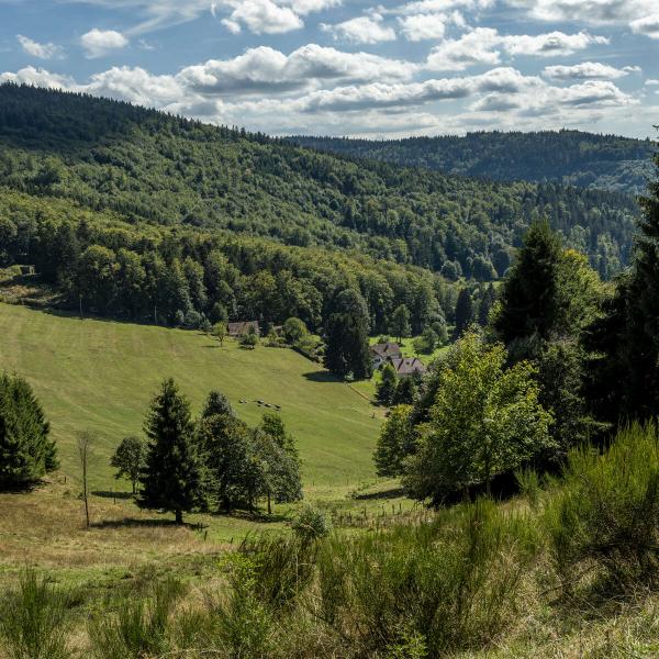 Hiking trail H19: Around the Château de Saint Louis le Sapinot