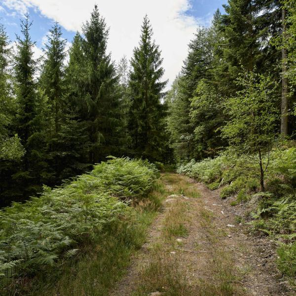 Hiking trail H21 : Tour of the Upper Bruche Valley