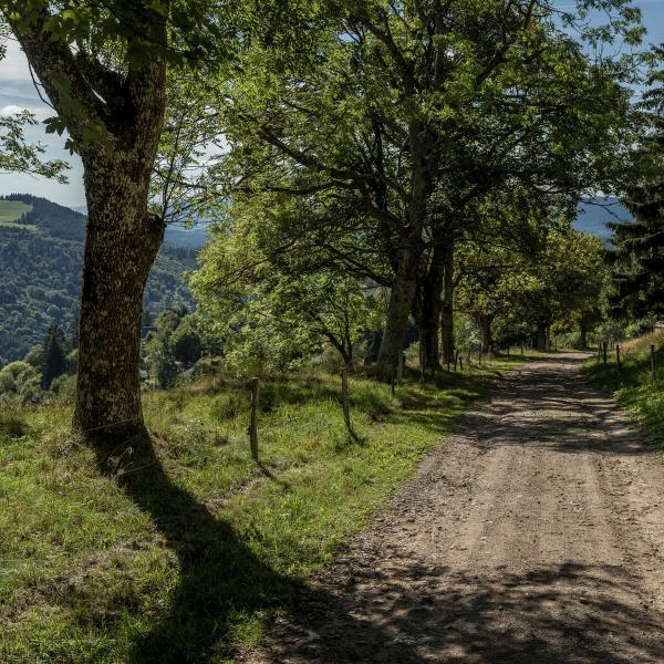 Hiking trail CDF15 : The-tour-of-the-ban-de-la-Roche-through-the-Hauts-Bois