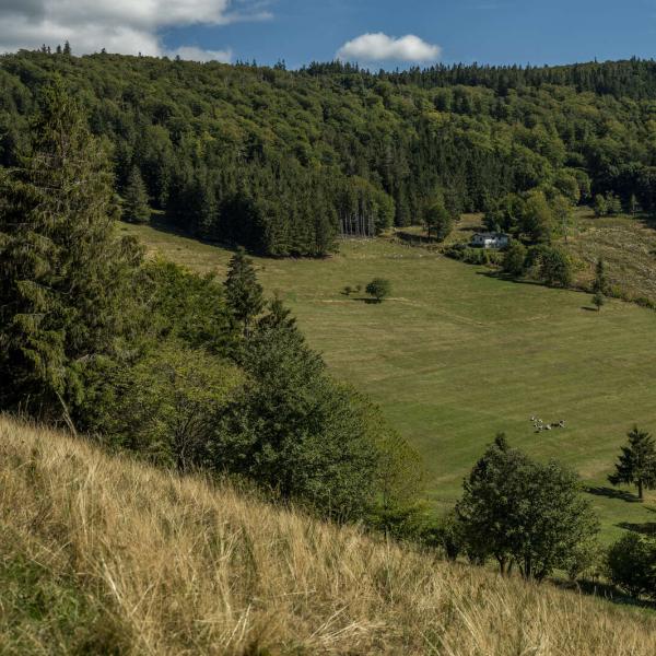 Snowshoe trail B01 : Around-the-Hohbuhl-from-the-Bruchberg-pass-short-circuit