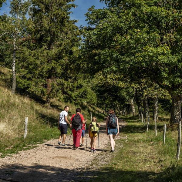 Snowshoe trail B02 : Around-the-Hohbuhl-from-the-Bruchberg-pass-long-circuit
